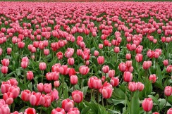 tulips-175600_640
